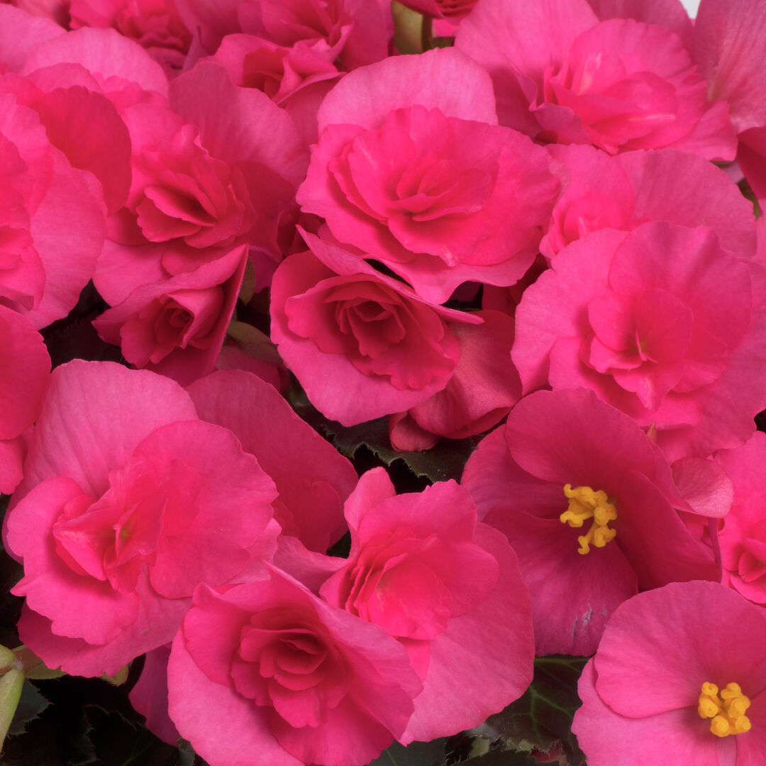 Begonia elatior hybrid Adonia Pink®