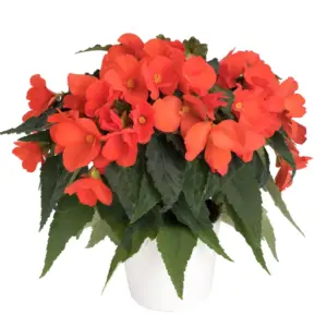 Begonia boliviensis Florencio Orange®