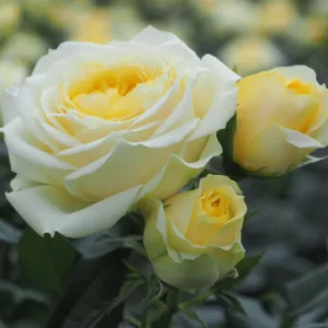 Rosa hybrid Sweet Summer®