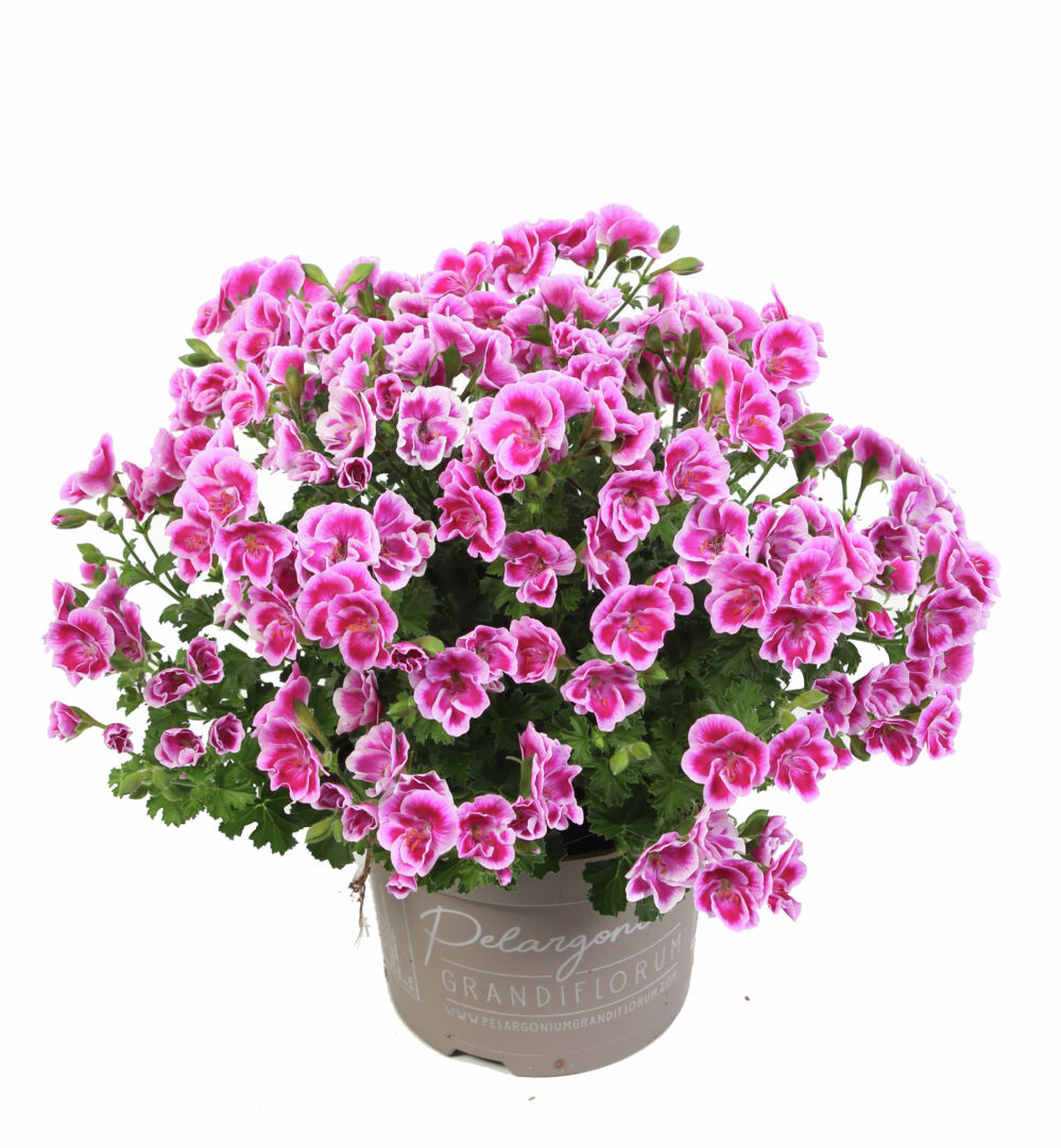 Pelargonium domesticum Angel Fay