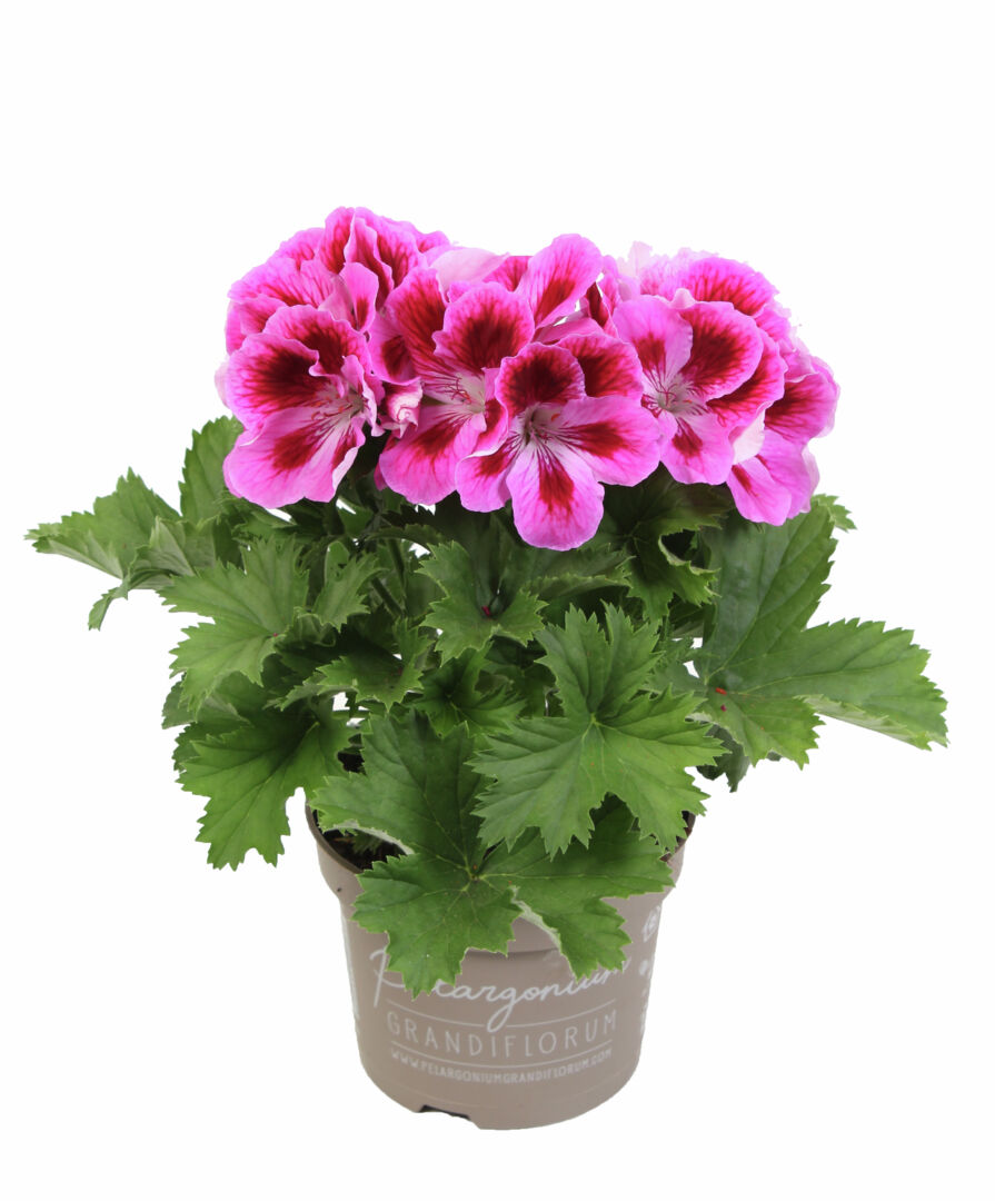 Pelargonium domesticum Elegance Loes