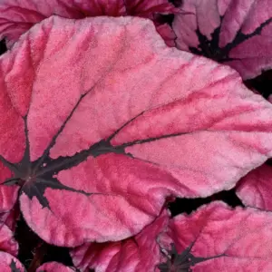 Begonia rex hybrid Beleaf® Indian Summer