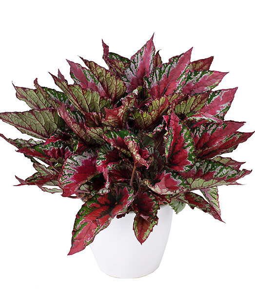 Begonia rex hybrid Beleaf® Maui Sunset