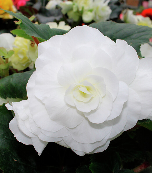 Begonia tuberhybrida Limitless® Cream Shades
