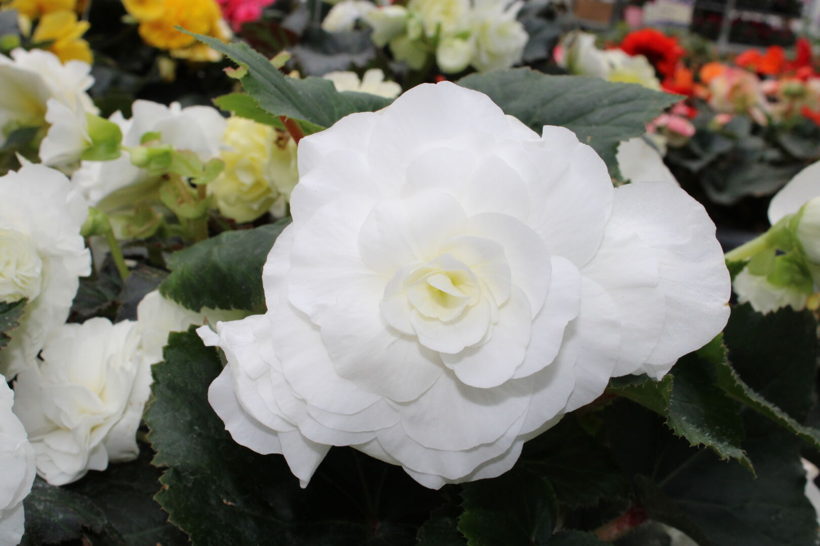 Begonia tuberhybrida Limitless® Cream Shades