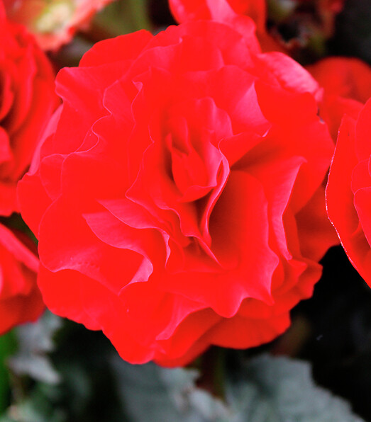 Begonia tuberhybrida Limitless® Dark Red