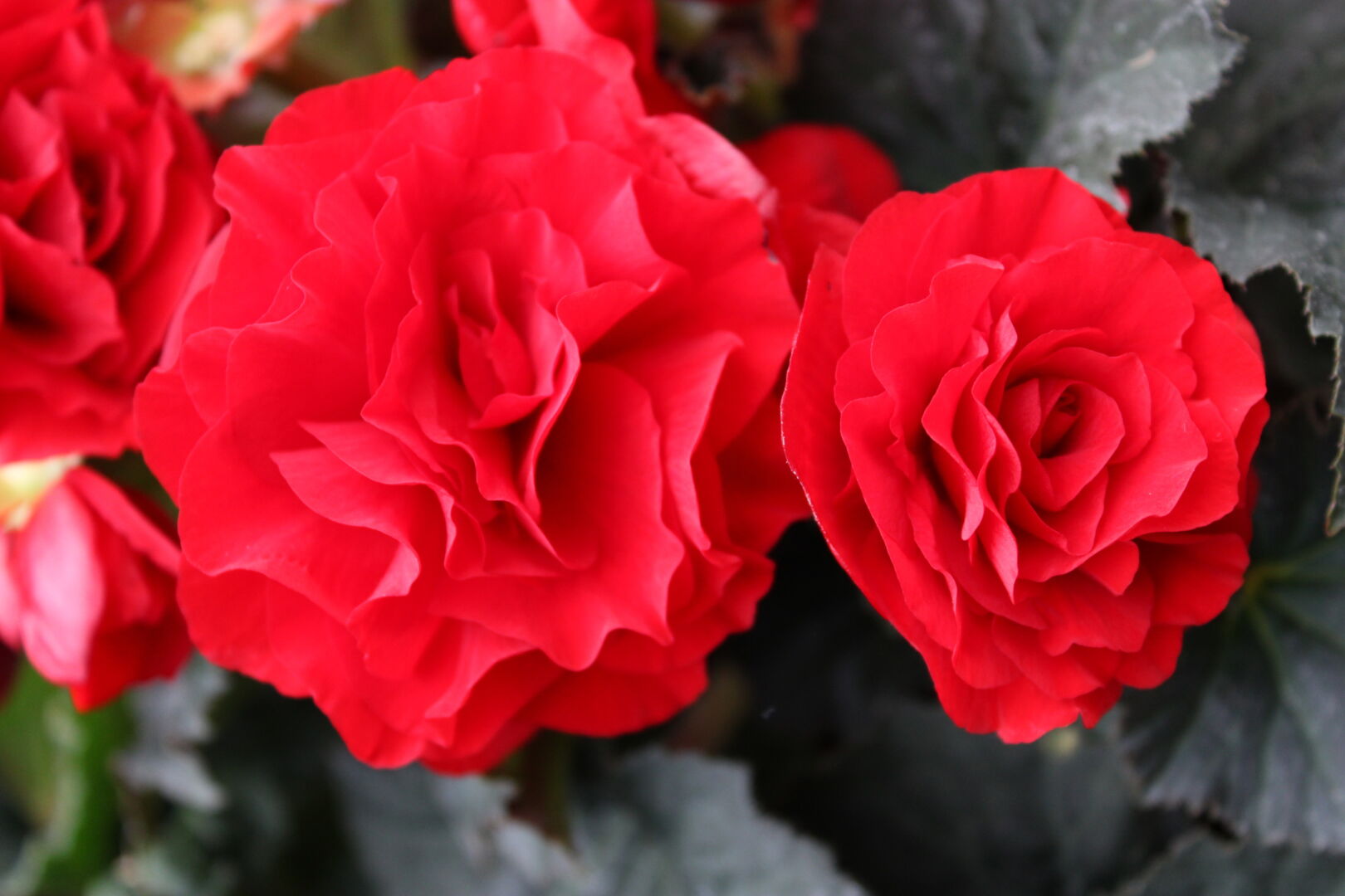 Begonia tuberhybrida Limitless® Dark Red