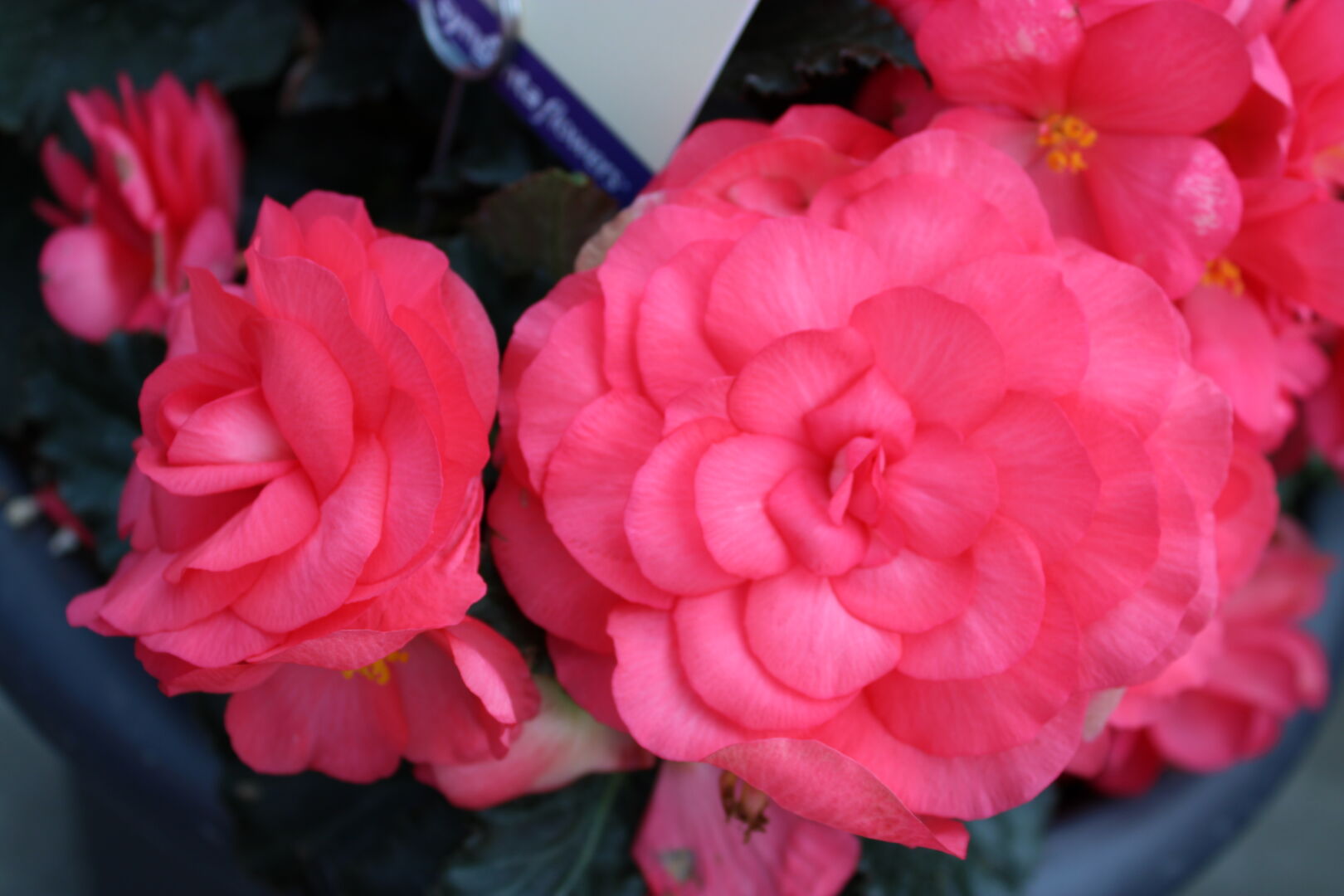 Begonia tuberhybrida Limitless® Dark Rose