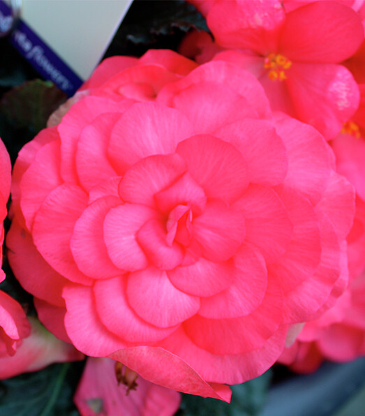 Begonia tuberhybrida Limitless® Dark Rose