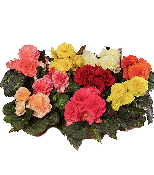 Begonia tuberhybrida Limitless® Formula Mix