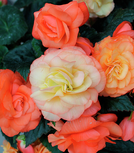 Begonia tuberhybrida Limitless® Sorbet
