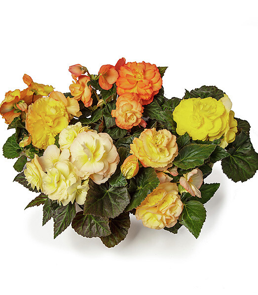 Begonia tuberhybrida Limitless® Sunset