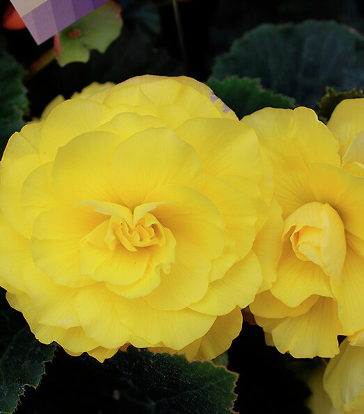 Begonia tuberhybrida Limitless® Yellow