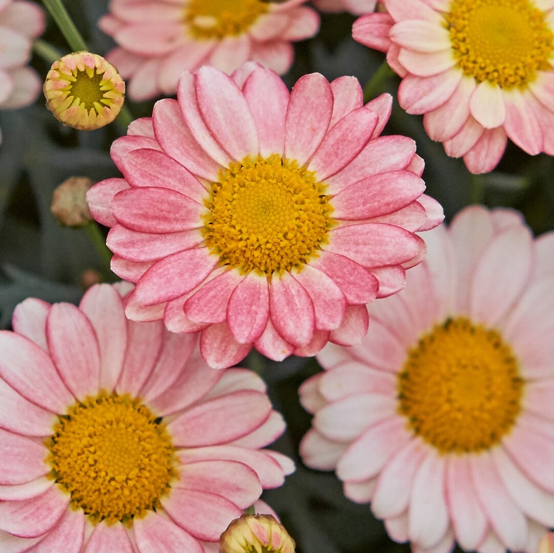 Argyranthemum frutescens Percussion® Apricot