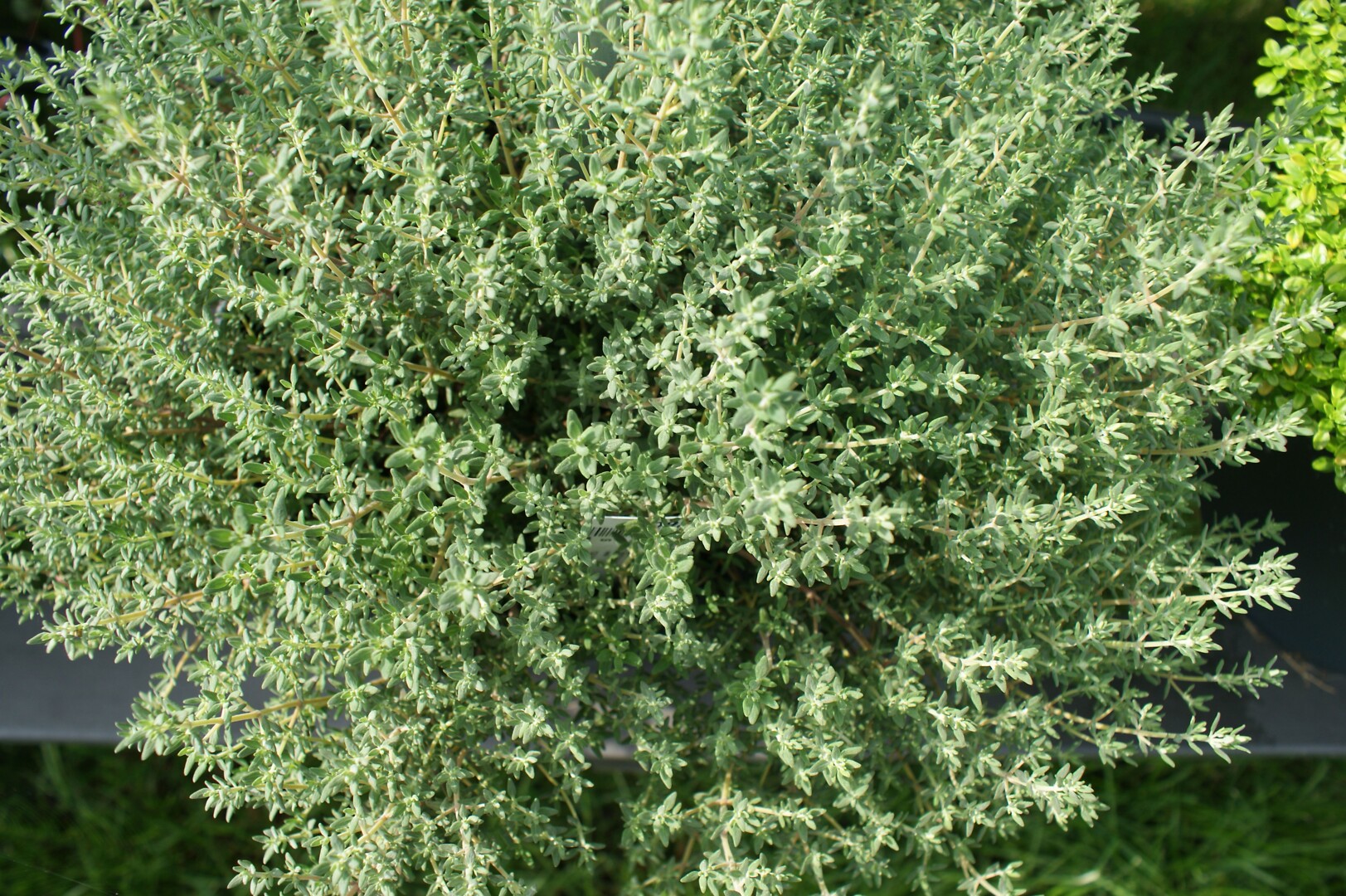 Thymus x citriodorus 'Orange Thymus'