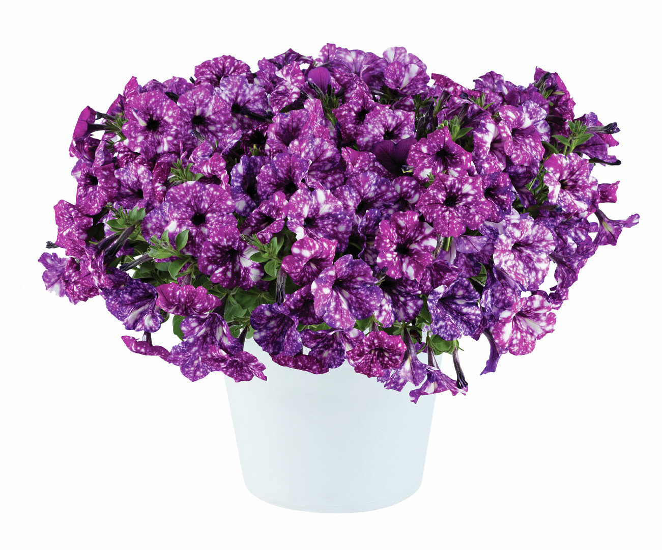 Petunia x atkinsiana Splash Dance™ Purple Polka