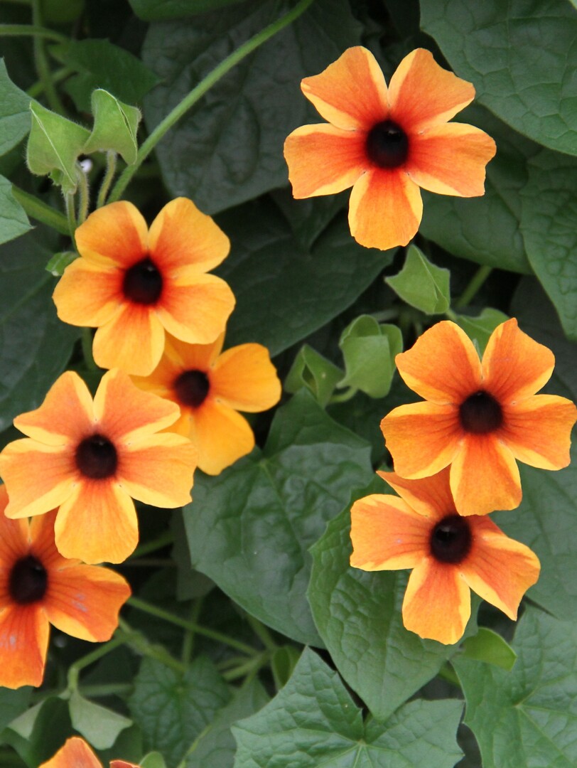 Thunbergia alata Sunny Susy® Amber Stripes
