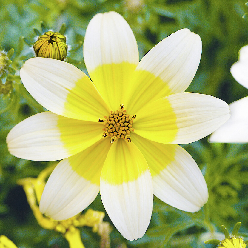 Bidens ferulifolia 2 Teeth® M White & Yellow