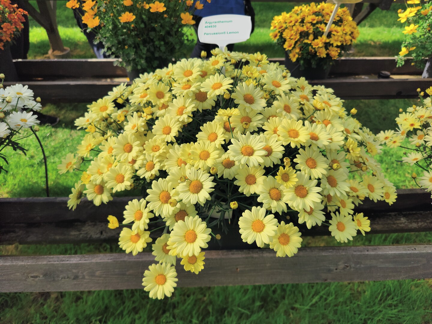 Argyranthemum frutescens Percussion® Lemon