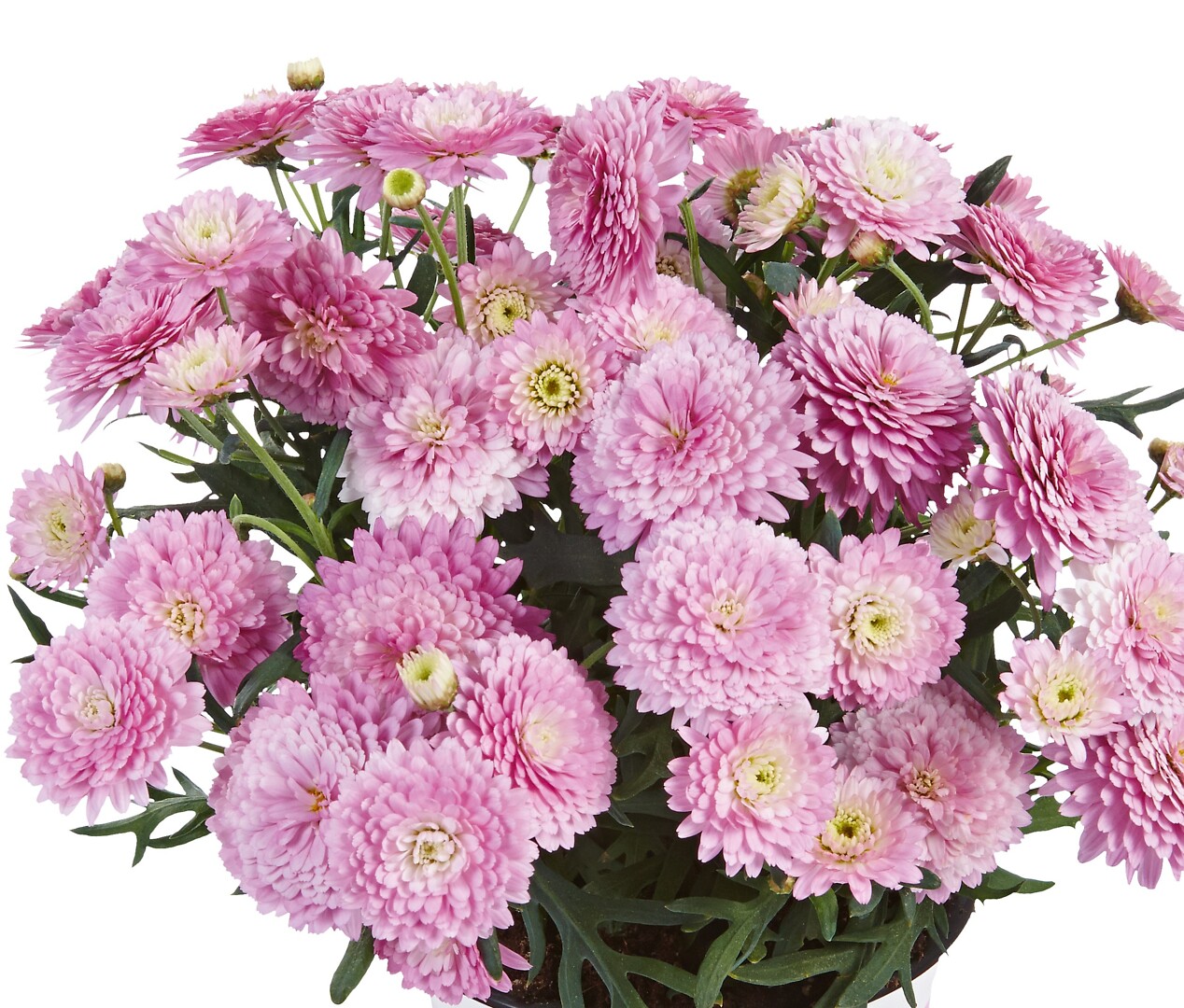 Argyranthemum frutescens Percussion® Double Pink