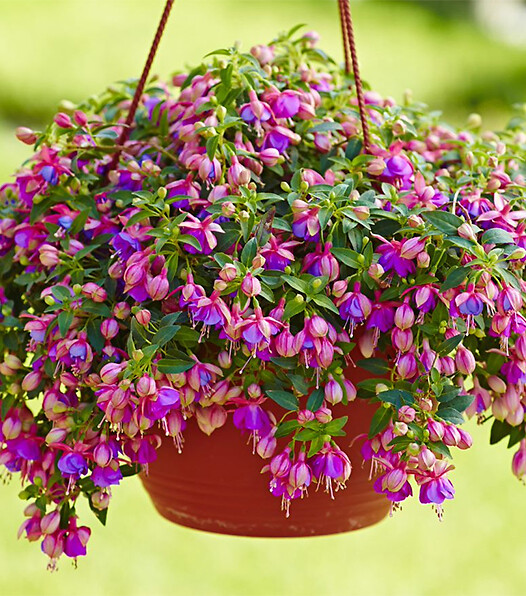 Fuchsia cultivars Summermelody® Rose-Blue