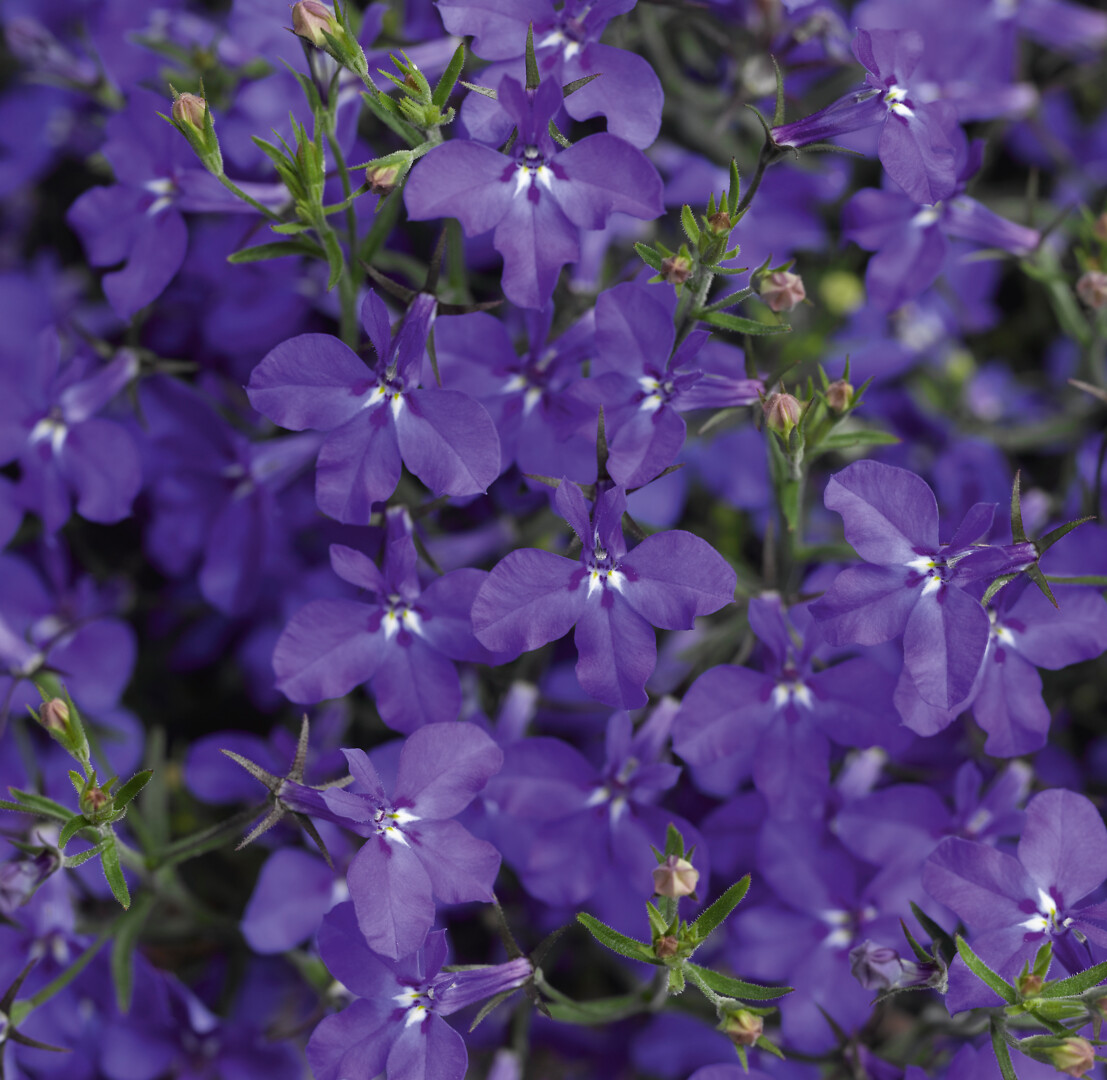 Lobelia erinus Suntropics® Deep Blue
