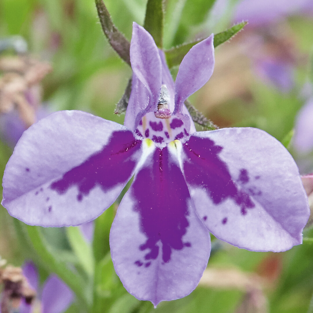 Lobelia erinus Suntropics® Lavender