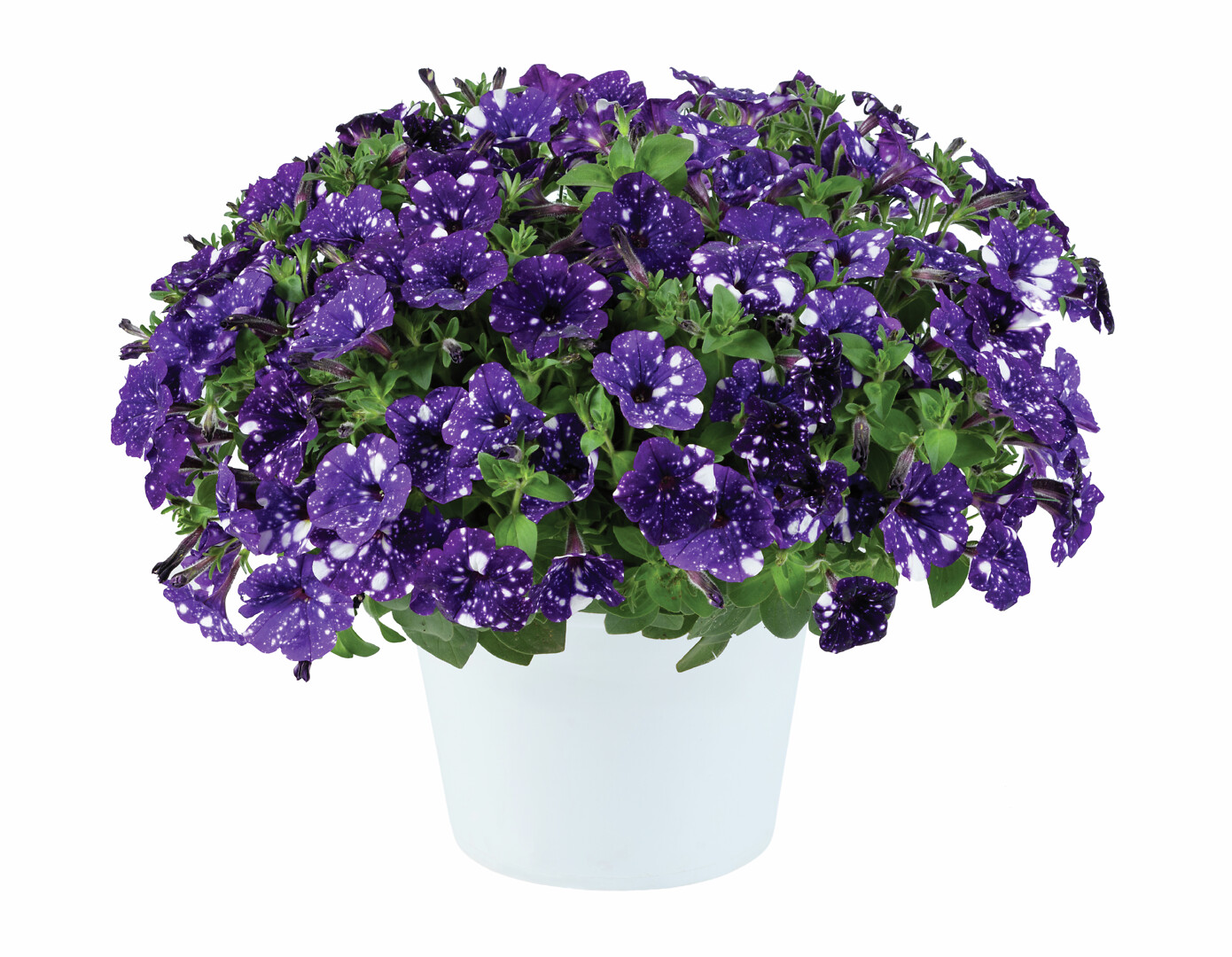 Petunia x atkinsiana Splash Dance™ Bolero Blue
