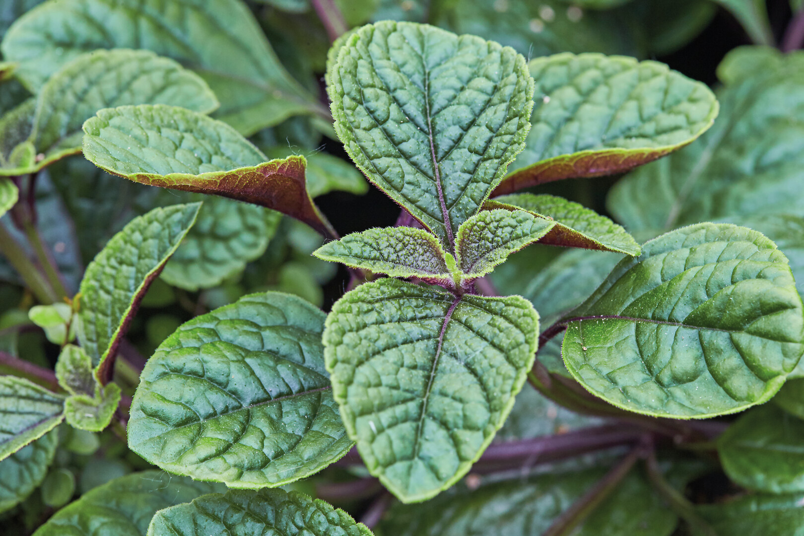 Plectranthus fruticosus Nikki