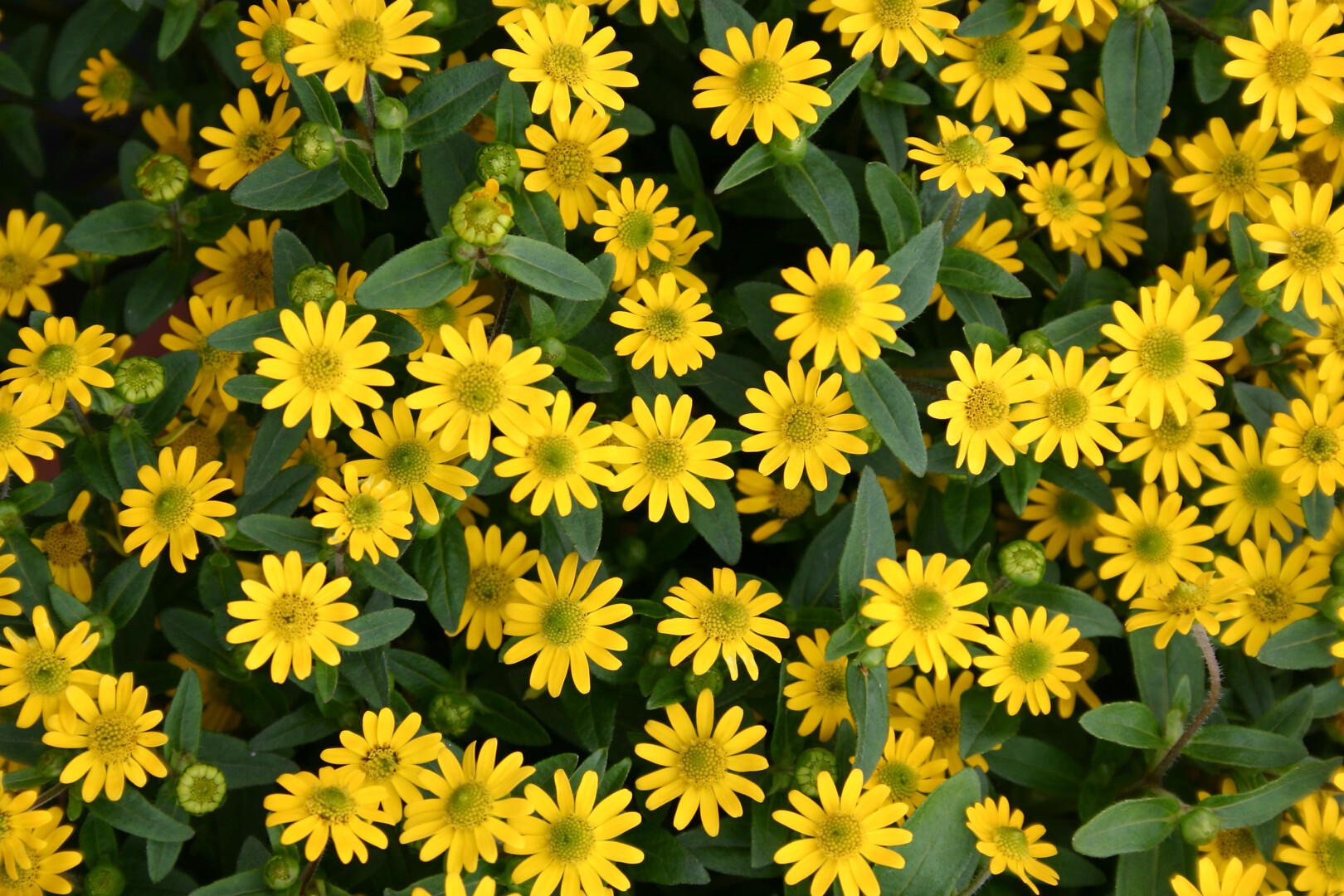Sanvitalia procumbens Solaris Table