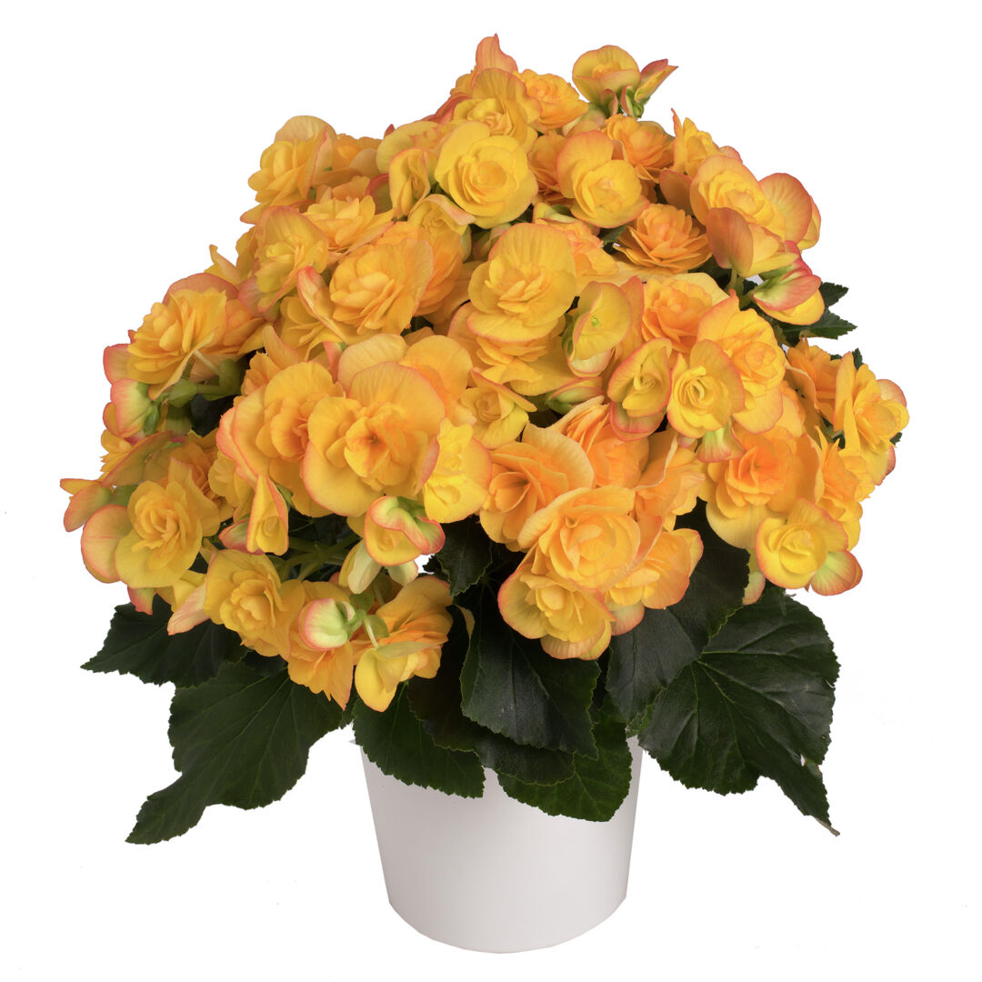 Begonia elatior Revita®