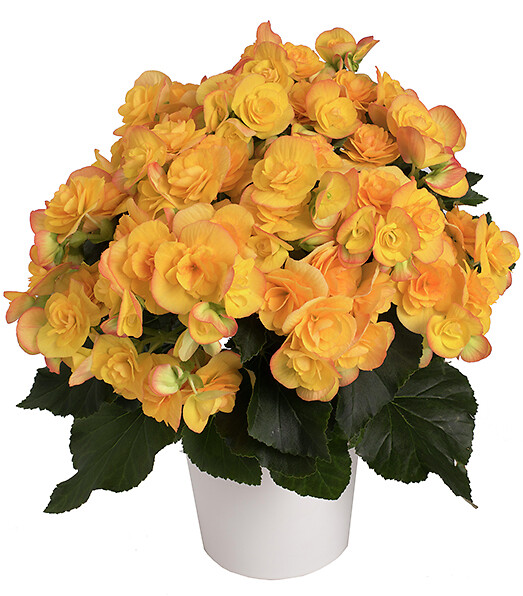 Begonia elatior Revita®