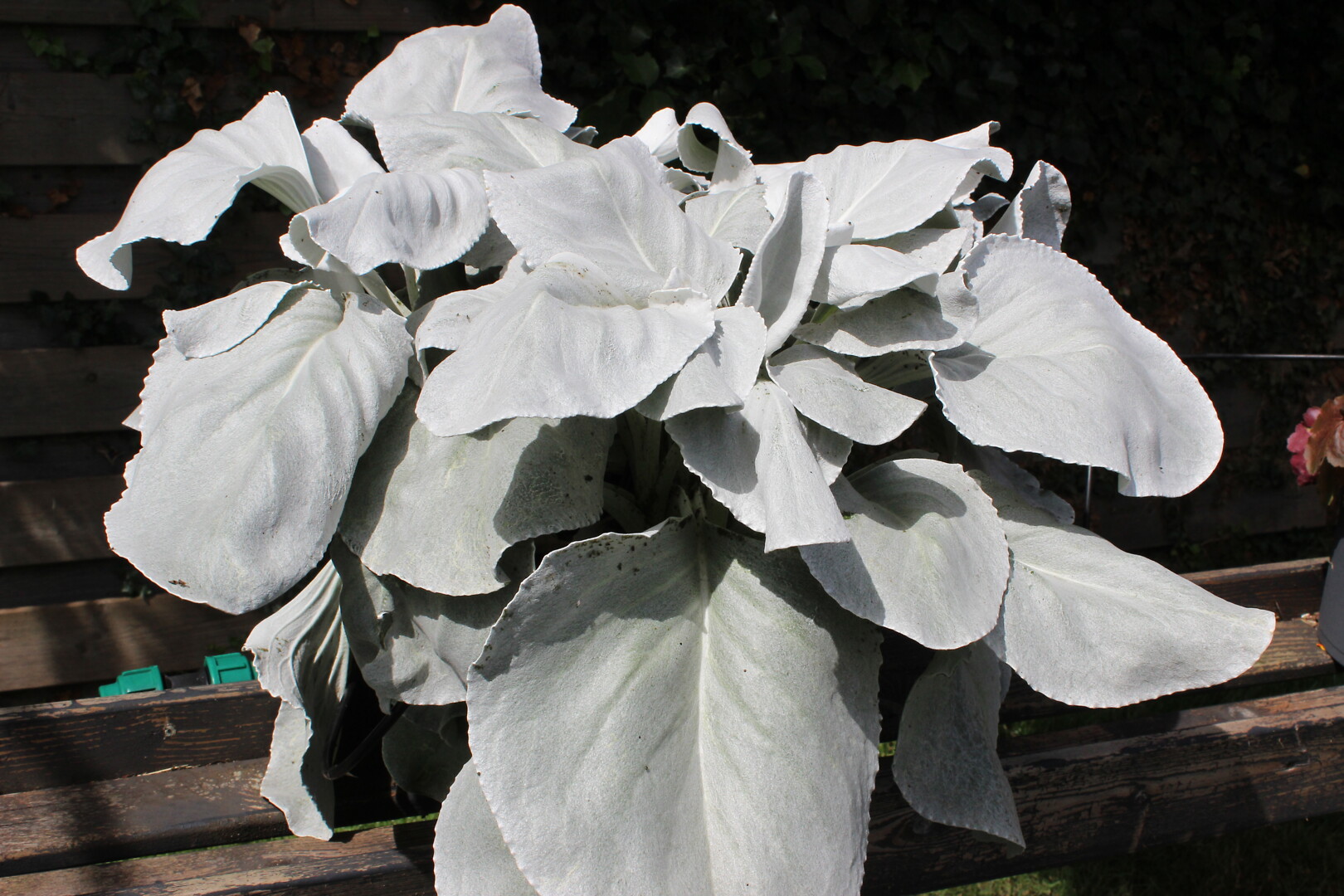 Senecio candidans Angel Wings®