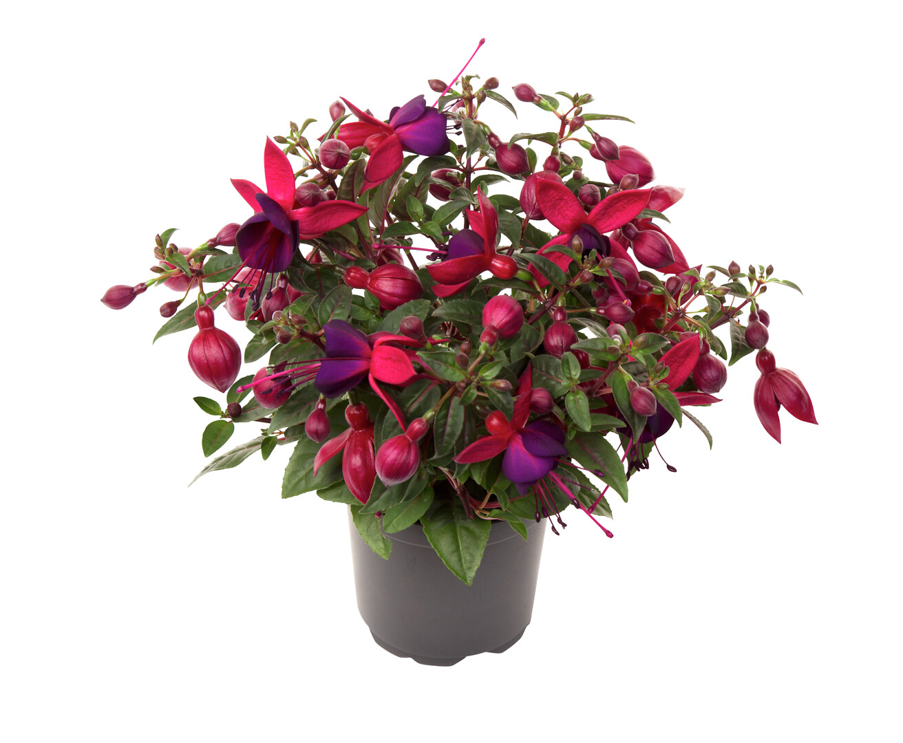 Fuchsia hybrid Bella Fuchsia® Soila