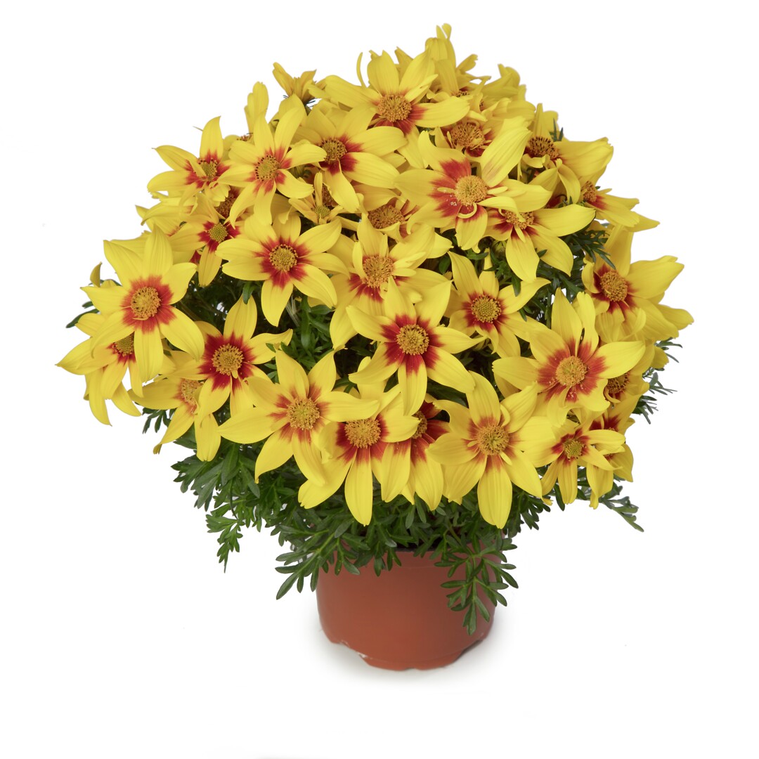 Bidens ferulifolia Brazen Eternal Flame