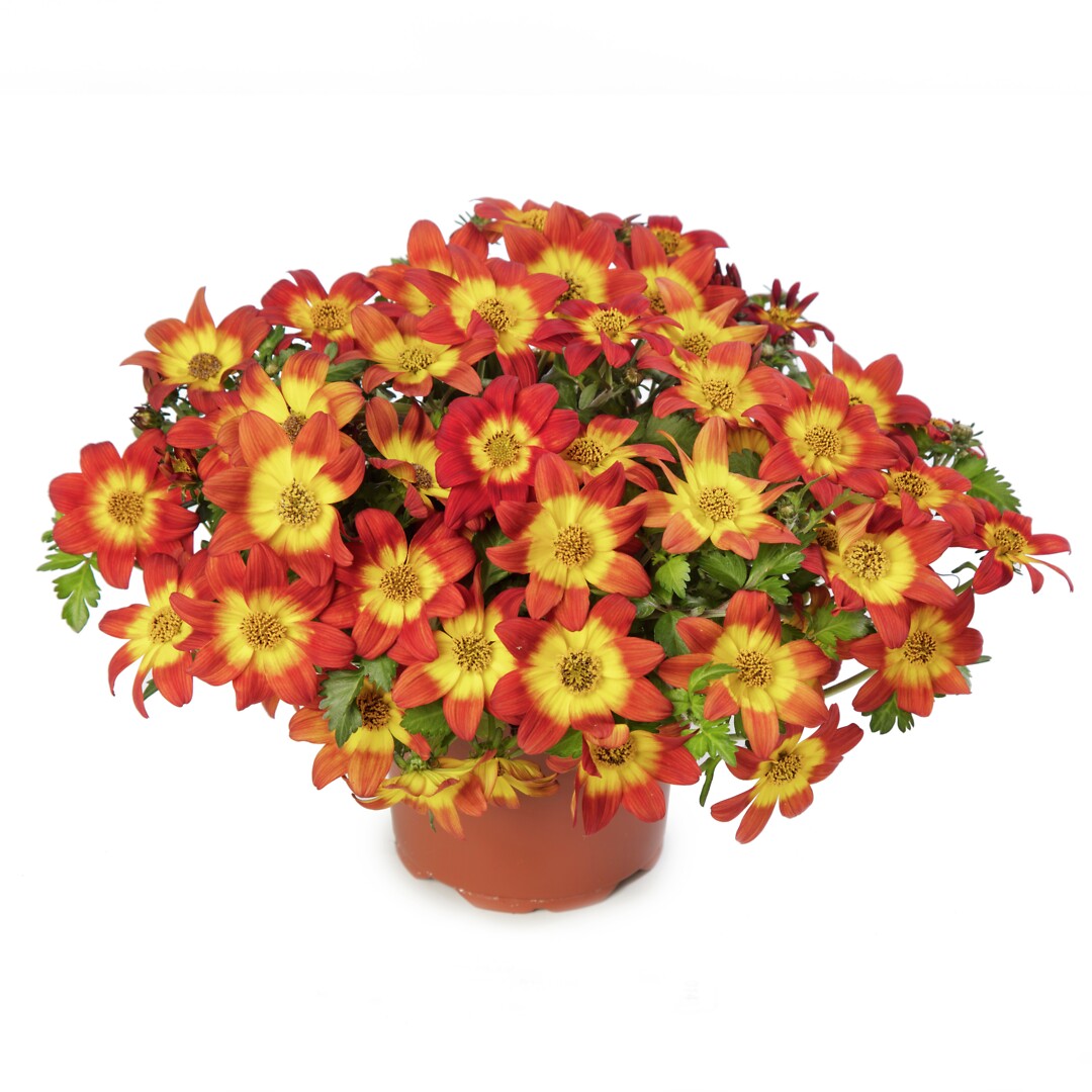 Bidens ferulifolia Brazen Imperial Luck
