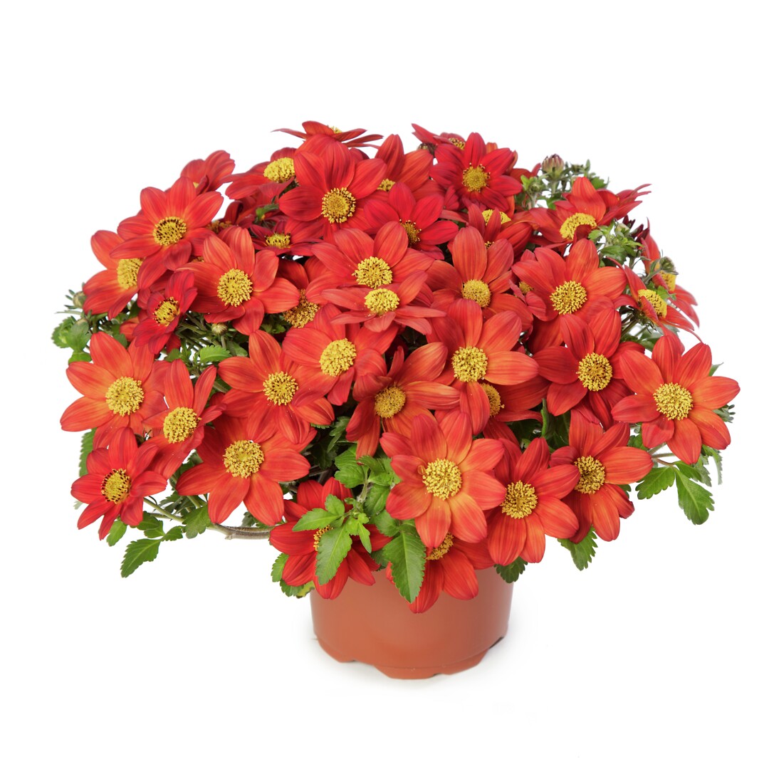 Bidens ferulifolia Brazen Rising Sun