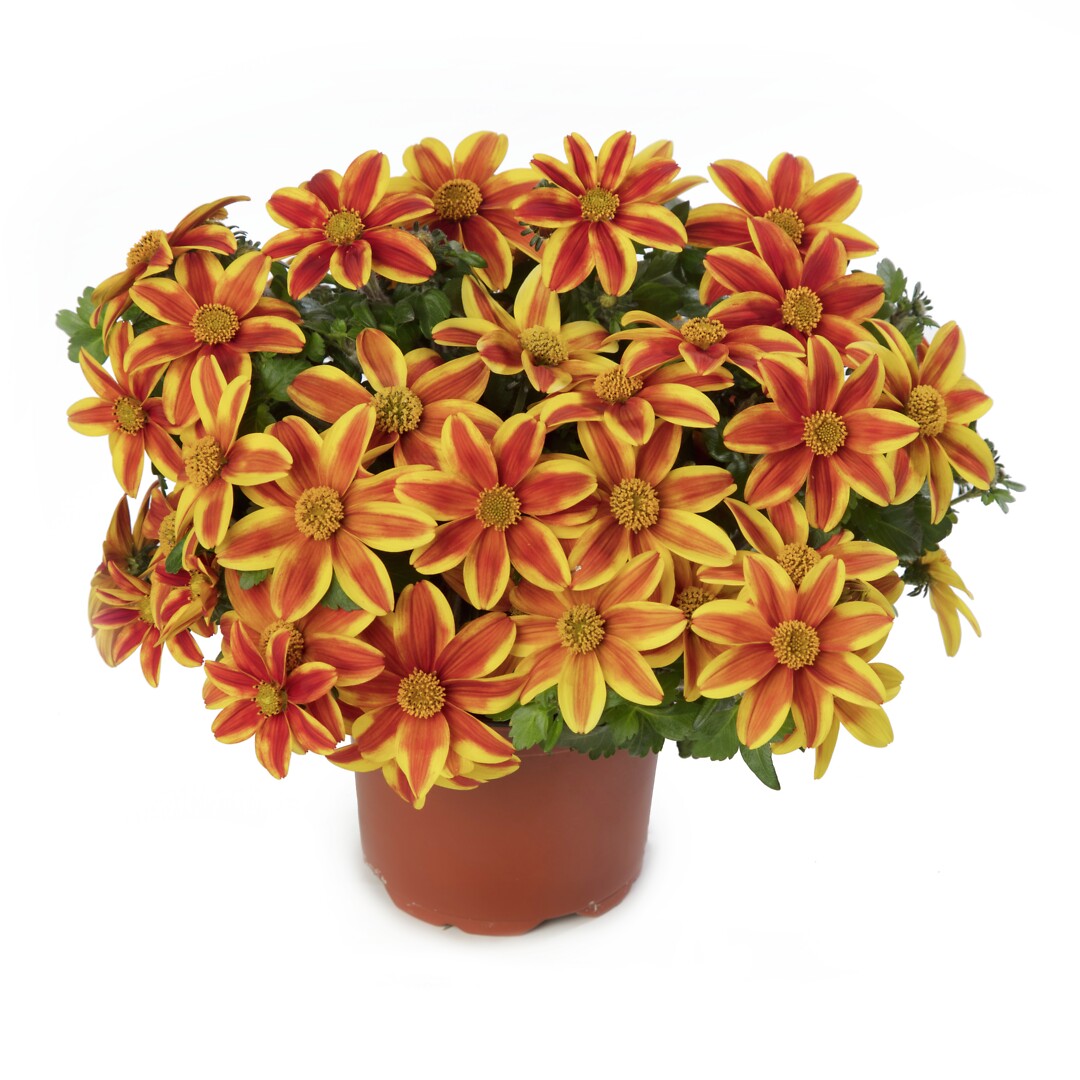 Bidens ferulifolia Brazen Samurai