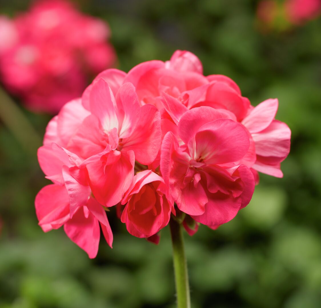 Pelargonium zonale Compact Line Hot Zone