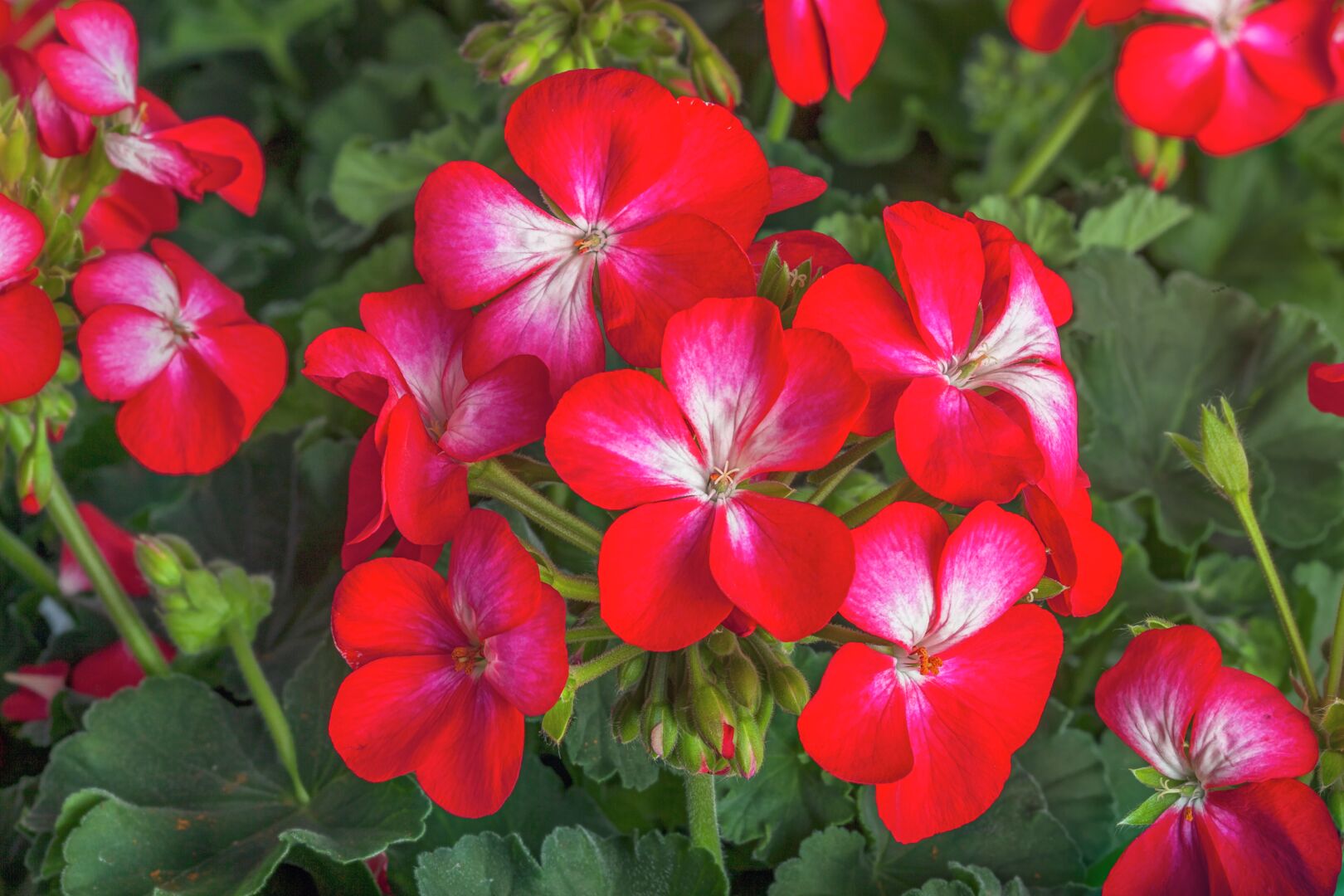 Pelargonium zonale Bunny Cherry Ice