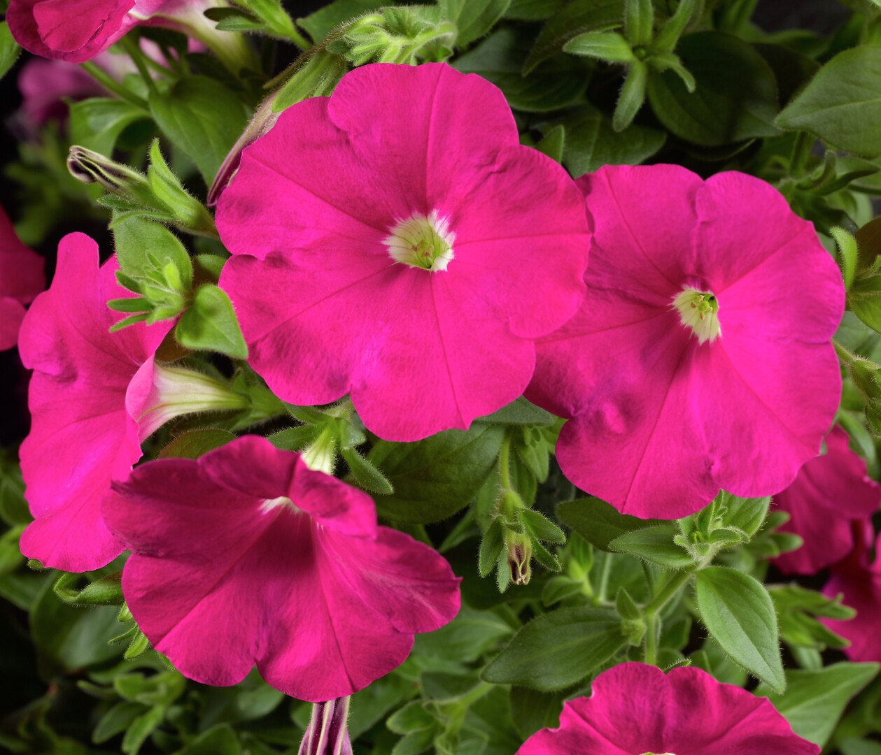 Petunia hybrid Sanguna® Hot Rose