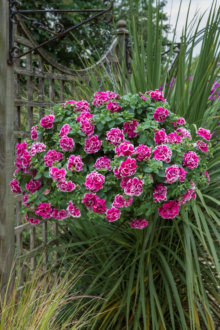 Petunia hybrid Tumbelina® Anna