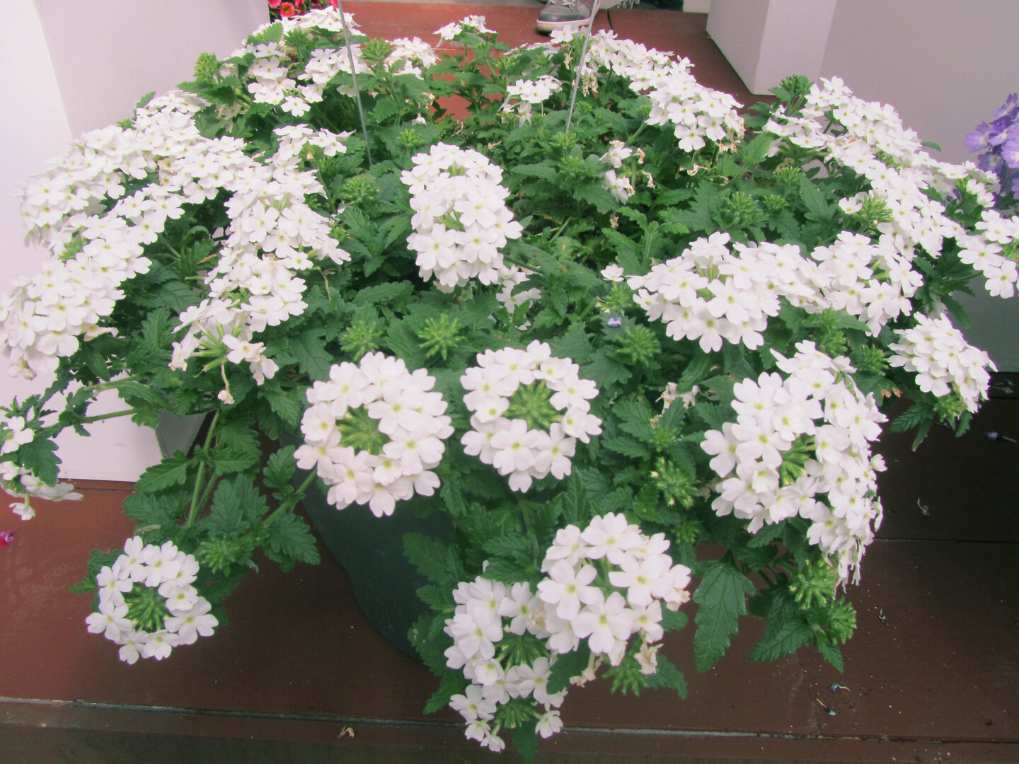 Verbena hybrida Lanai Compact® White
