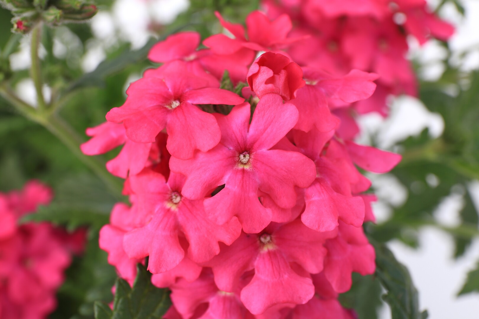 Verbena hybrida Lanai® Neon Rose