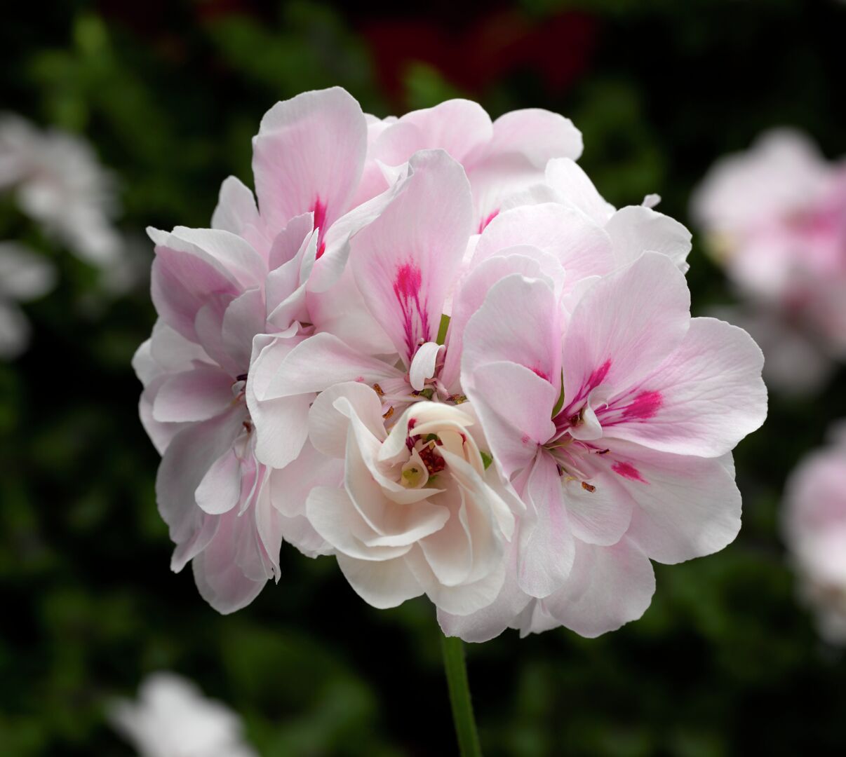 Pelargonium peltatum Temprano White (Blush)