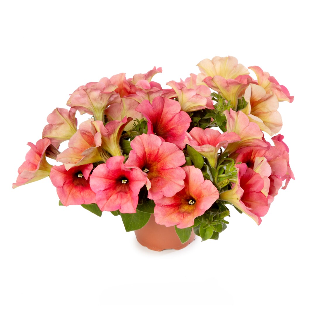 Petunia hybrid Sanguna® Mango Punch
