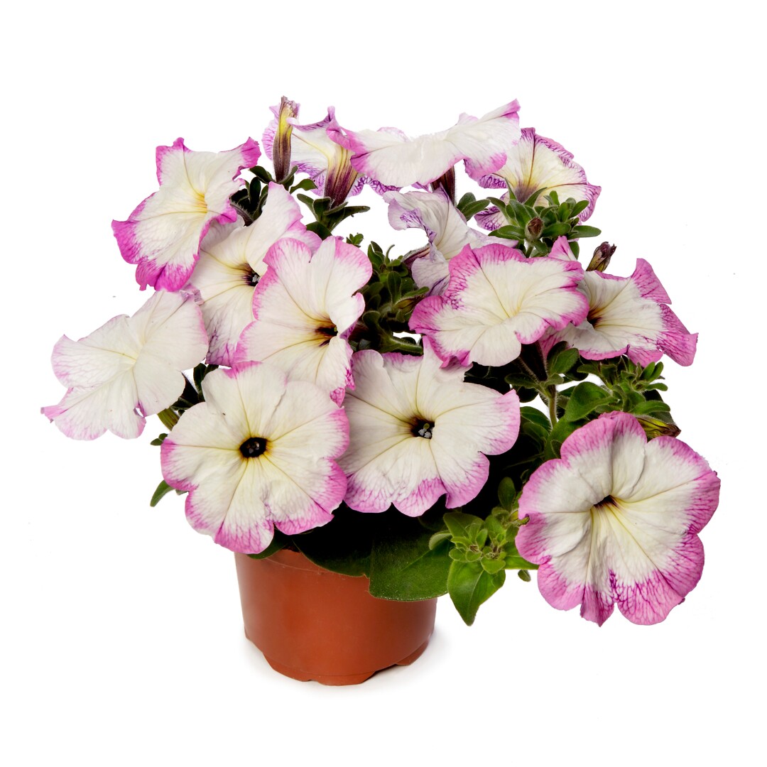 Petunia hybrid Sanguna® Vintage Lilac