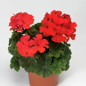 Pelargonium hybrid Calliope® Landscape Orange