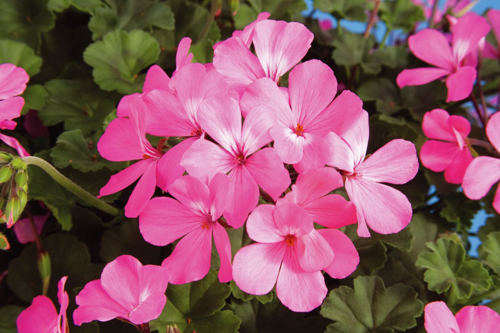 Pelargonium hybrid Calliope® Landscape Pink