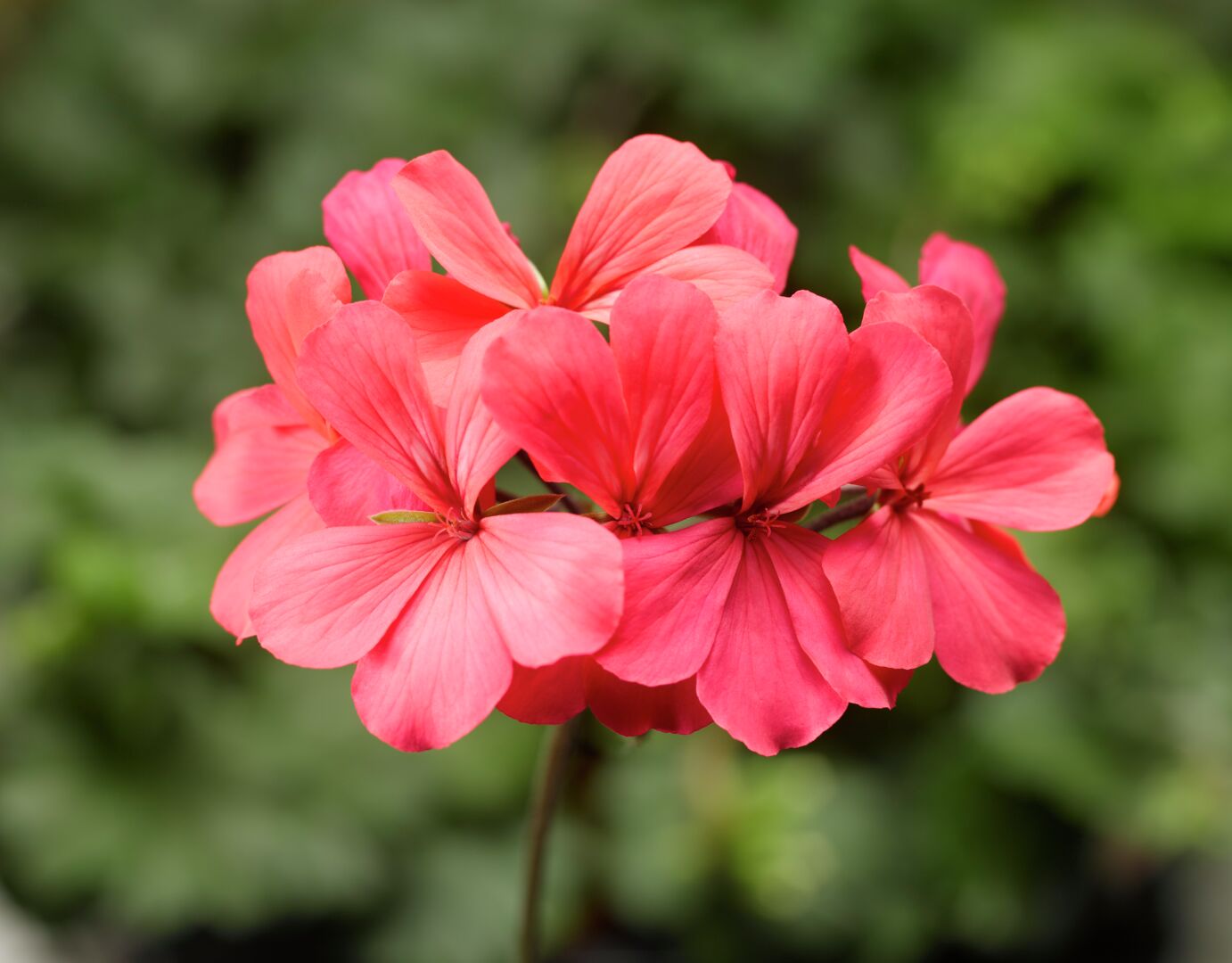 Pelargonium hybrid Calliope® Landscape Rose